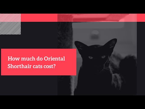 How Much Do Oriental Shorthair Cats Cost