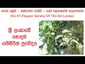 ශ්‍රී ලංකාවේ හොදම ගම්මිරිස් ප්‍රභේදය