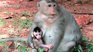 Does Baby Monkey Charles Fortunate As Billy - BBlover 24