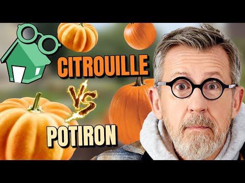 🎃 CITROUILLE VS POTIRON : quelles différences 