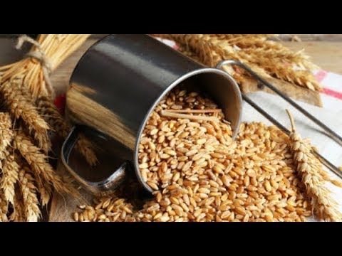 Durum Wheat and Its Benefits