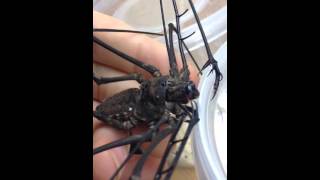 Download lagu Euphrynichus amanica - giant whip scorpion bite mp3