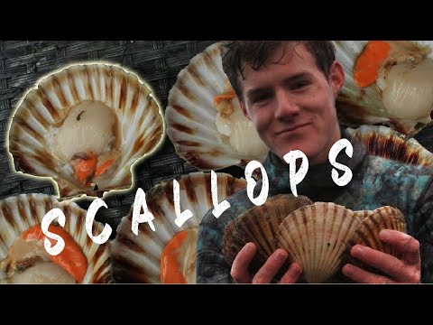 download lagu mp3 mp4 Buy Scallops Nz, download lagu Buy Scallops Nz gratis, unduh video klip Buy Scallops Nz