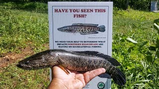 Northern Snakeheads NOW in My Local Lake!!! (1st CAST to CATCH On Video While Bass Fishing)