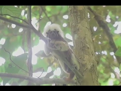 Atlántico protege 2.622 hectáreas para salvar al tití cabeciblanco de la extinción| Noticias Caracol