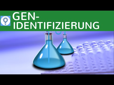 Identifizierung von Genen - Gensuche einfach erklärt - Genbibliothek & Gensonde