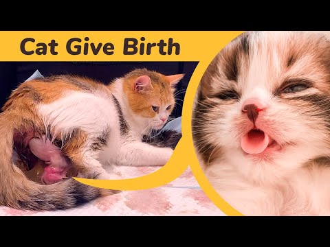 Cat Giving Birth to 5 Kittens With Complete Different Color