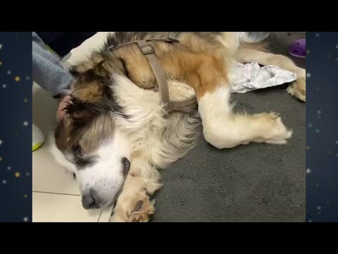 Una historia llena de lágrimas sobre el destino de un viejo perro infeliz