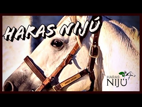 Cavalo Puro Sangue Inglês- Haras Nijú