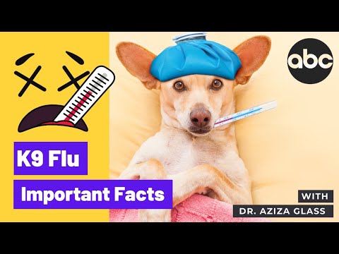 hechos importantes sobre la influenza canina