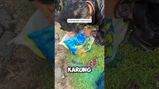 Download lagu menyelamatkan kucing tenggelam di dalam karung😰 mp3