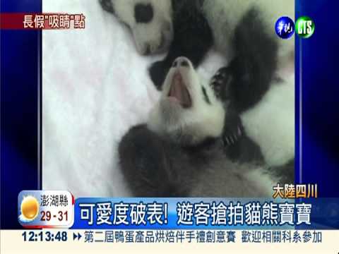 搶十一商機 成都14小貓熊齊見客!