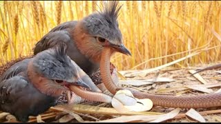 Download lagu Ini Sangat Aneh, Mengapa Bayi Burung Ini Diberi Makan Dengan Ular  mp3