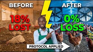 This 2-Hour Heat Protocol Saved 500 Birds (Science-Backed Stress Fix)