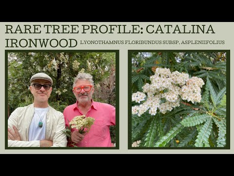 Rare Tree Profile: The Catalina Ironwood - Lyonothamnus floribundus subsp. aspleniifolius