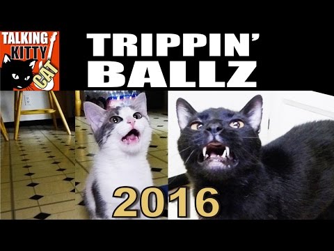 Talking Kitty Cat 45 - Trippin Ballz 2016