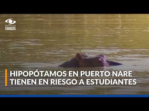 Por presencia de hipopótamos, ordenan proteger a estudiantes de Puerto Nare, Antioquia: detalles