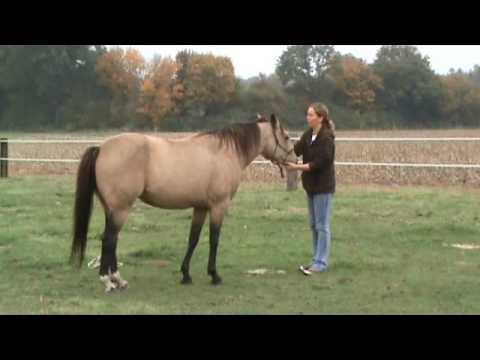 Leitstutenprinzip - freies Arbeiten auf der Weide mit kleinsten Hilfen