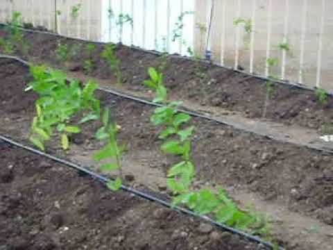 Plastic Irrigation Sprinklers for Agricultural