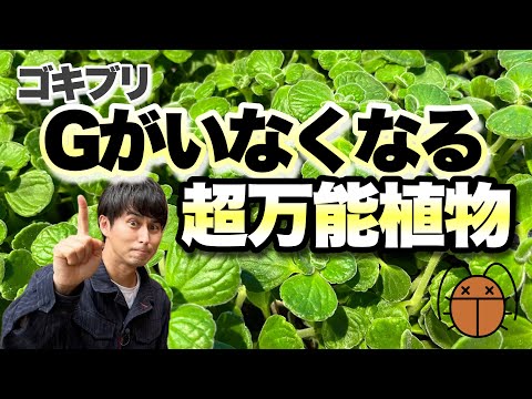 トマティージョ 植物