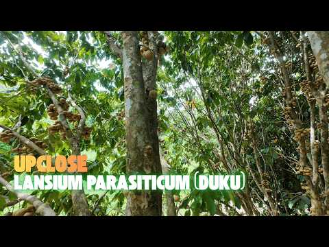 Up Close with Ripening Duku Fruits | Orchard #ASMR 🌿 | Lansium Parasiticum Duku