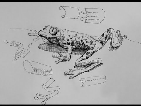 Pen Ink Drawing Tutorials | How to draw a frog