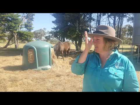 Bellview Connection Equine Assisted Therapy and Counselling