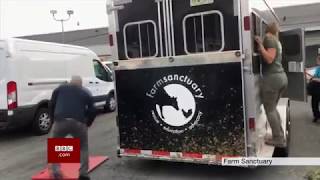 That gets my goat - actually its Jon Stewart (USA) - BBC News - 21st August 2018