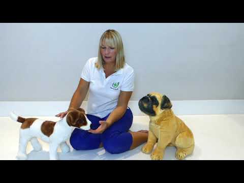 Dog Given an Electric Shock: What to Do - First Aid for Pets