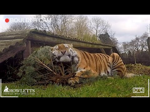 Arina Our Amur Tiger Enjoys Her Christmas Tree | Howletts Wild Animal Park