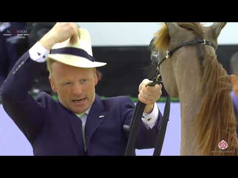 N 25 AL ARYAM BOROOQ   Al Shiraa International Arabian Horse Show 2020