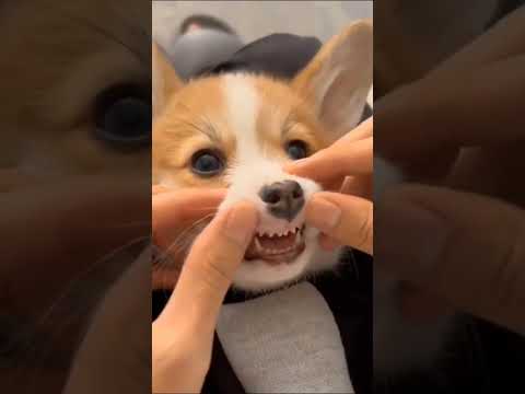 The dog attitude 🔥🔥  #attitude #shortsfeed #dogs #shorts #viralvideo #animals