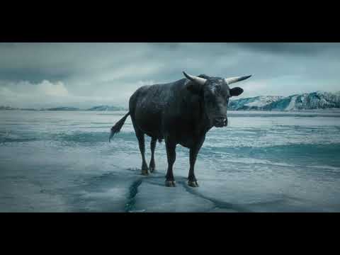 Money Supermarket - Money Calm Bull || HD Quality