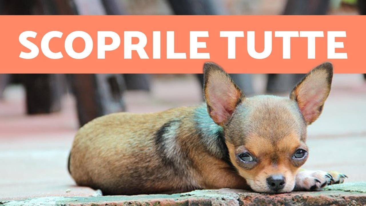 10 curiosità sul Chihuahua