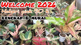 Download lagu COMPLETE AND CHEAP‼️ AGLONEMA, HOKERI PINK, ANTHURIUM BLACK KRAKATAU, JEMANI MANGKOK AFFORDABLE P... mp3