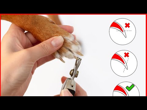 Step-by-Step Guide: Trimming Your Dog's Nails at Home
