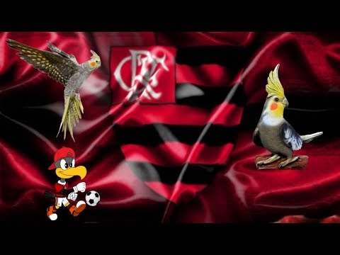 ASSOBIO CALOPSITA  - HINO DO FLAMENGO
