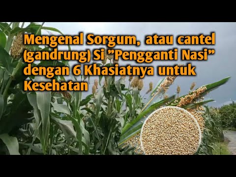 , title : 'Mengenal Sorgum, atau cantel (gandrung) Si "Pengganti Nasi" dengan 6 Khasiatnya untuk Kesehatan'