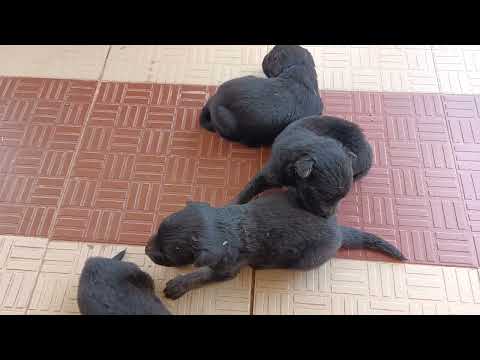 Gad puppies for sell call 8319881968