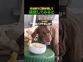 犬の前でご飯を残して退席してみると