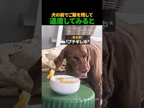 犬の前でご飯を残して退席してみると