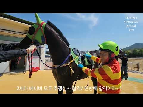 2세마가 대박 나려나?/새내파이터 안양빛의속도 용비신화 합격/신마가 3마리나 한방에 합격했으니 좋은일이 많을려나/