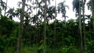 preview picture of video 'Areca leaf  raw material suppliers in Assam ,Northeast'