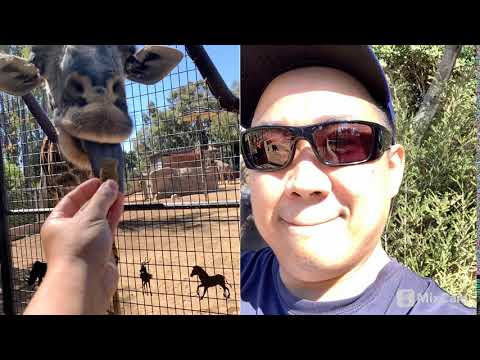 Dual camera view at the San Diego Zoo