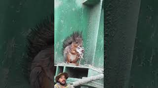 Esquilos são onívoros