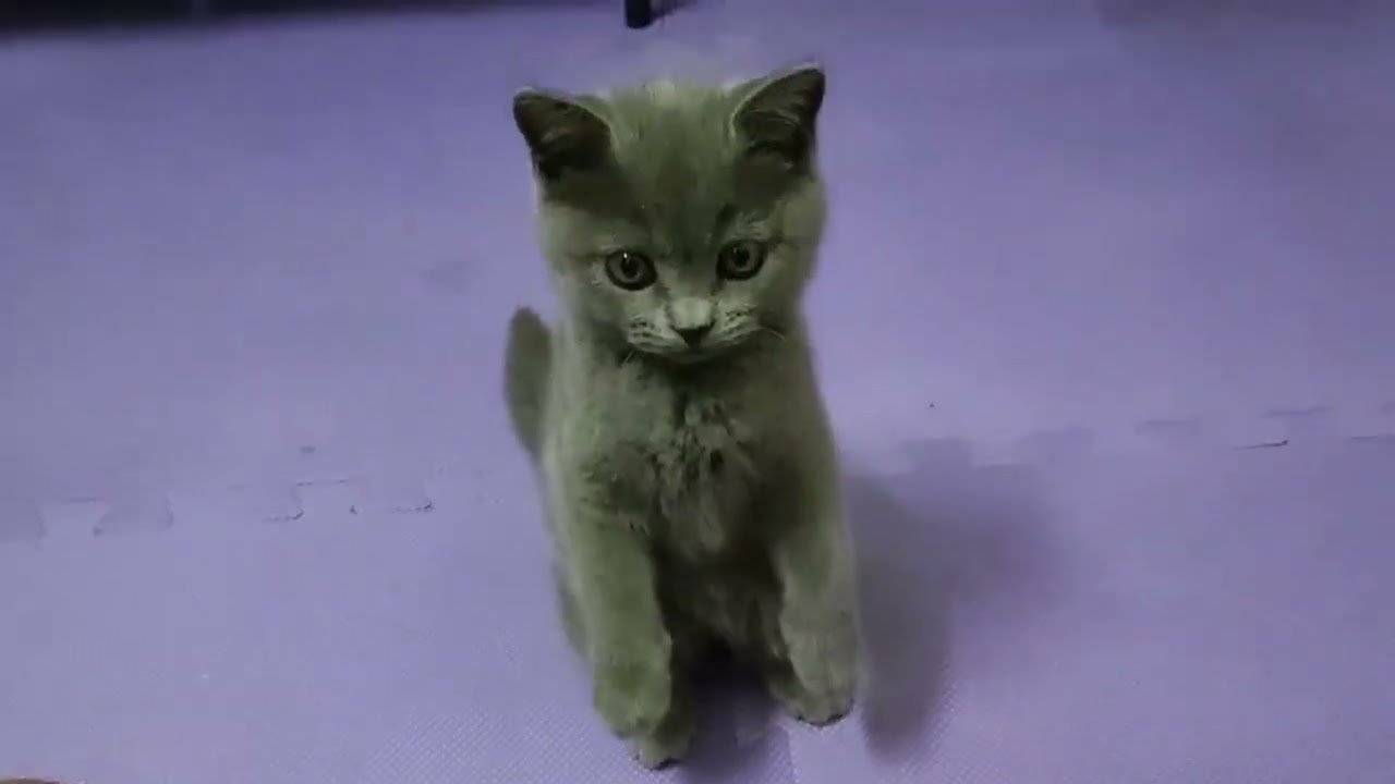 とてもかわいい子猫 part 19 || 子猫 2022