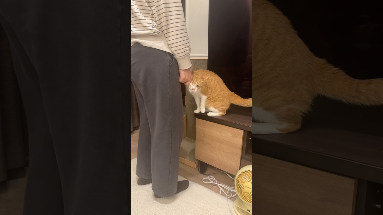 ママがいなくなればグルグルが消える猫。