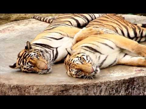Зоопарк тигров Си Рача (Si Racha)