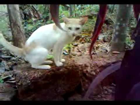 Cat with Reverse gear