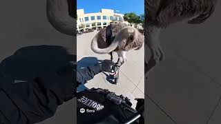 🦩 Ostrich on a Scooter ! 🚨 Sora Police Bodycam